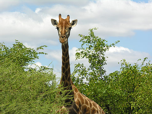 Fotos Giraffe